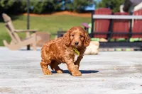 Dancer, a male Miniature Goldendoodle for sale in Millersburg, OH – Photo 5 of 6