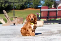 Dancer, a male Miniature Goldendoodle for sale in Millersburg, OH – Photo 1 of 6
