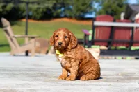Dancer, a male Miniature Goldendoodle for sale in Millersburg, OH – Photo 4 of 6