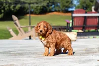 Dancer, a male Miniature Goldendoodle for sale in Millersburg, OH – Photo 3 of 6