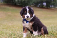 Beau, a male Miniature Australian Shepherd for sale in Millersburg, OH – Photo 9 of 10