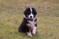 Beau, a male Miniature Australian Shepherd for sale in Millersburg, OH – Photo 2 of 10