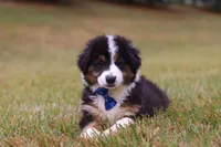 Beau, a male Miniature Australian Shepherd for sale in Millersburg, OH – Photo 7 of 10
