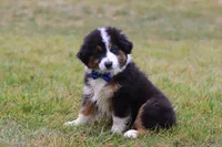 Beau, a male Miniature Australian Shepherd for sale in Millersburg, OH – Photo 4 of 10