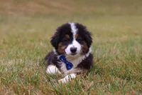 Beau, a male Miniature Australian Shepherd for sale in Millersburg, OH – Photo 5 of 10