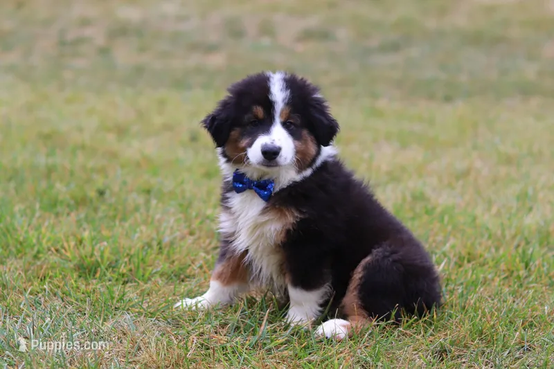 Beau, a male Miniature Australian Shepherd for sale in Millersburg, OH – Photo 1 of 10