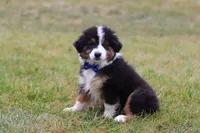 Beau, a male Miniature Australian Shepherd for sale in Millersburg, OH – Photo 1 of 10
