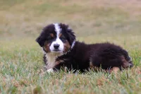 Beau, a male Miniature Australian Shepherd for sale in Millersburg, OH – Photo 10 of 10