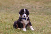 Beau, a male Miniature Australian Shepherd for sale in Millersburg, OH – Photo 3 of 10