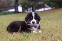 Beau, a male Miniature Australian Shepherd for sale in Millersburg, OH – Photo 6 of 10