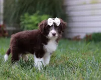 Caroline, a female Miniature Aussiedoodle for sale in Millersburg, OH – Photo 3 of 5