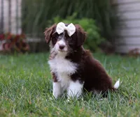 Caroline, a female Miniature Aussiedoodle for sale in Millersburg, OH – Photo 2 of 5