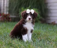 Caroline, a female Miniature Aussiedoodle for sale in Millersburg, OH – Photo 4 of 5