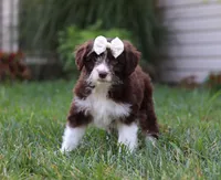 Caroline, a female Miniature Aussiedoodle for sale in Millersburg, OH – Photo 5 of 5