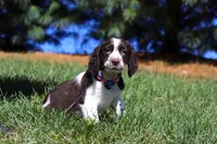 Winter, a female English Springer Spaniel for sale in Millersburg, OH – Photo 5 of 5