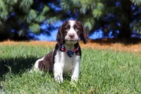 Winter, a female English Springer Spaniel for sale in Millersburg, OH – Photo 2 of 5