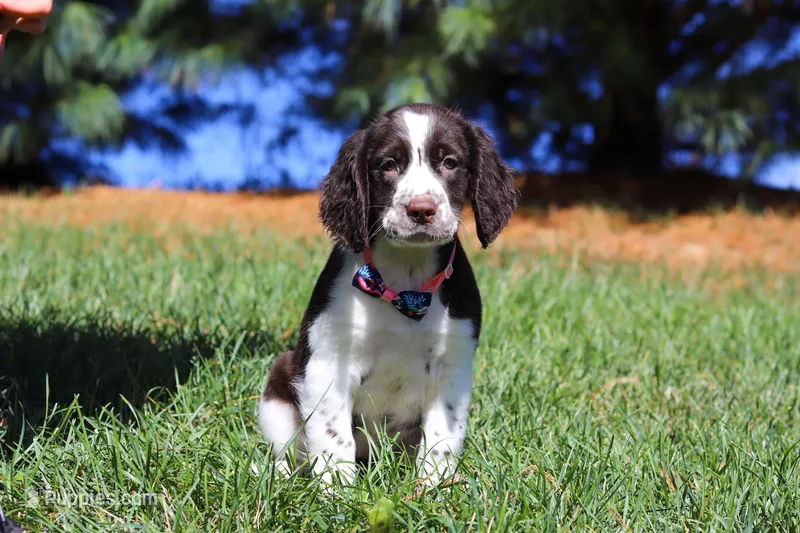 Winter, a female English Springer Spaniel for sale in Millersburg, OH – Photo 1 of 5