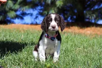 Winter, a female English Springer Spaniel for sale in Millersburg, OH – Photo 1 of 5
