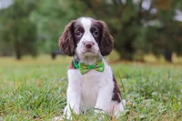 Carter, a male English Springer Spaniel for sale in Millersburg, OH – Photo 1 of 5
