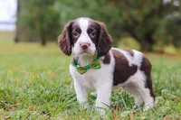Carter, a male English Springer Spaniel for sale in Millersburg, OH – Photo 4 of 5