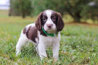 Carter, a male English Springer Spaniel for sale in Millersburg, OH – Photo 5 of 5