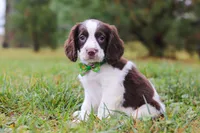 Carter, a male English Springer Spaniel for sale in Millersburg, OH – Photo 3 of 5