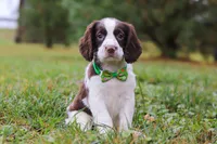 Carter, a male English Springer Spaniel for sale in Millersburg, OH – Photo 2 of 5