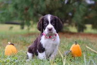 Kali, a female English Springer Spaniel for sale in Millersburg, OH – Photo 2 of 5