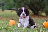 Kali, a female English Springer Spaniel for sale in Millersburg, OH – Photo 3 of 5