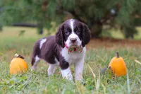 Kali, a female English Springer Spaniel for sale in Millersburg, OH – Photo 4 of 5