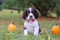 Kali, a female English Springer Spaniel for sale in Millersburg, OH – Photo 1 of 5