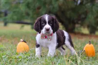 Kali, a female English Springer Spaniel for sale in Millersburg, OH – Photo 5 of 5