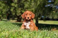Dasher, a male Miniature Goldendoodle for sale in Millersburg, OH – Photo 3 of 5