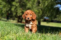 Dasher, a male Miniature Goldendoodle for sale in Millersburg, OH – Photo 5 of 5