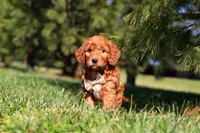Dasher, a male Miniature Goldendoodle for sale in Millersburg, OH – Photo 1 of 5