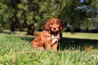 Dasher, a male Miniature Goldendoodle for sale in Millersburg, OH – Photo 4 of 5