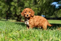 Dasher, a male Miniature Goldendoodle for sale in Millersburg, OH – Photo 2 of 5