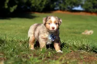 Comet, a male Miniature Australian Shepherd for sale in Millersburg, OH – Photo 3 of 6