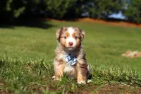 Comet, a male Miniature Australian Shepherd for sale in Millersburg, OH – Photo 1 of 6
