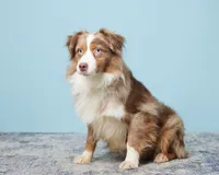 Comet, a male Miniature Australian Shepherd for sale in Millersburg, OH – Photo 5 of 6