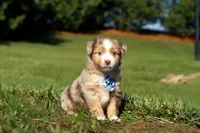 Comet, a male Miniature Australian Shepherd for sale in Millersburg, OH – Photo 2 of 6