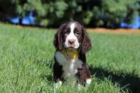 Logan, a male English Springer Spaniel for sale in Millersburg, OH – Photo 4 of 5
