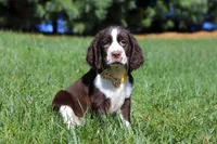 Logan, a male English Springer Spaniel for sale in Millersburg, OH – Photo 1 of 5