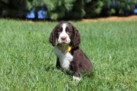 Logan, a male English Springer Spaniel for sale in Millersburg, OH – Photo 5 of 5