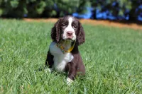 Logan, a male English Springer Spaniel for sale in Millersburg, OH – Photo 2 of 5