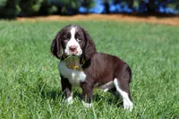 Logan, a male English Springer Spaniel for sale in Millersburg, OH – Photo 3 of 5