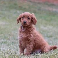 Prancer, a male Miniature Goldendoodle for sale in Millersburg, OH – Photo 7 of 7