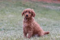 Prancer, a male Miniature Goldendoodle for sale in Millersburg, OH – Photo 7 of 7