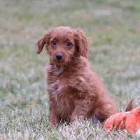 Prancer, a male Miniature Goldendoodle for sale in Millersburg, OH – Photo 5 of 7