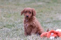 Prancer, a male Miniature Goldendoodle for sale in Millersburg, OH – Photo 5 of 7
